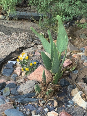 Sep 19 - Prickly pear bouquet.